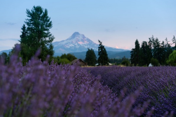 Lavender Farm in Hood River