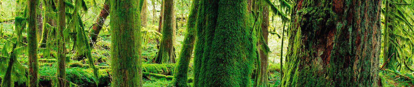 Moss covered old growth forest